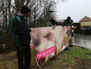 Animal Rights protesteert tegen uitbreiding slachthuis Tielt