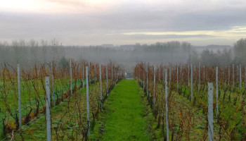 Vorstprik: rampjaar dreigt voor wijnbouwers, hardfruittelers ontspringen de dans