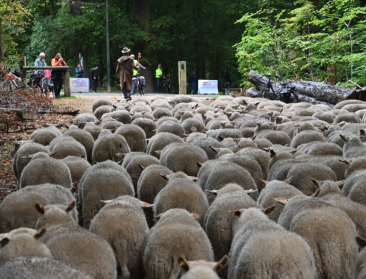 Limburgse herders arriveren met 350 schapen na tocht van 170 kilometer in Brussel