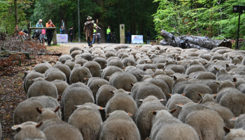 Limburgse herders arriveren met 350 schapen na tocht van 170 kilometer in Brussel