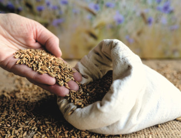 Fegra waarschuwt voor kruiscontaminatie bij graanopslag