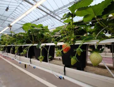 Proefstation voor de Groenteteelt en Proefcentrum Hoogstraten fuseren in 2026 tot HARVESTIS