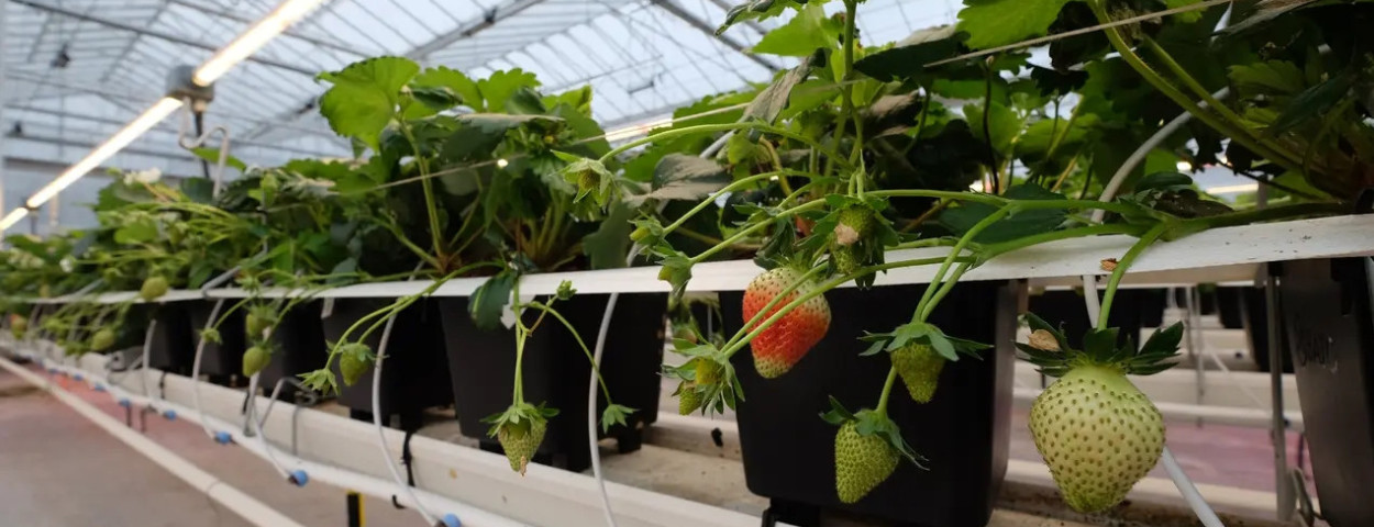 Aardbei onderzoek