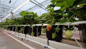Europese onderzoekers vernieuwen de aardbeiteelt met robotisatie en doordragers