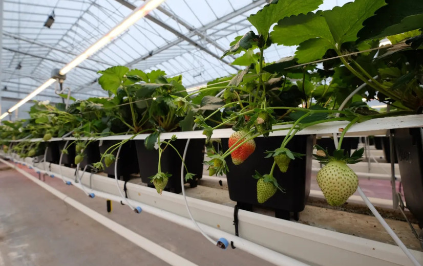 Proefstation voor de Groenteteelt en Proefcentrum Hoogstraten fuseren in 2026 tot HARVESTIS