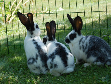 Nieuwe variant van konijnenvirus woedt in Europa