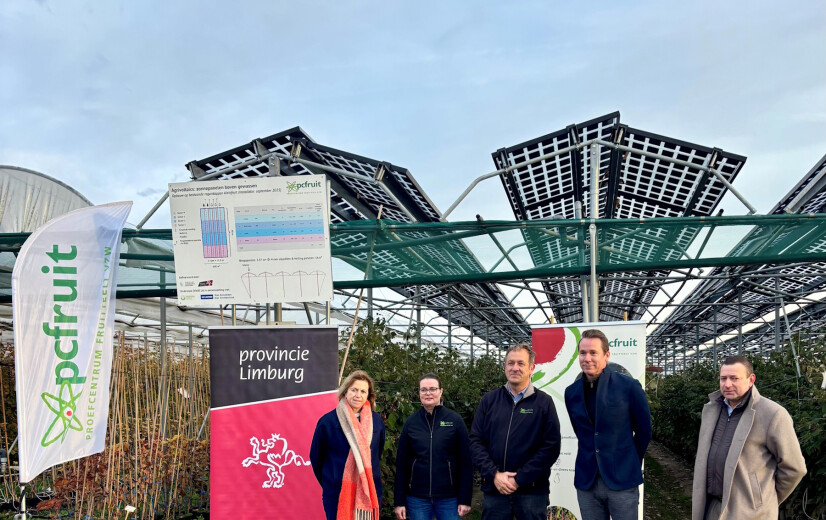 Pcfruit pioniert in onderzoek naar frambozenteelt onder zonnepanelen