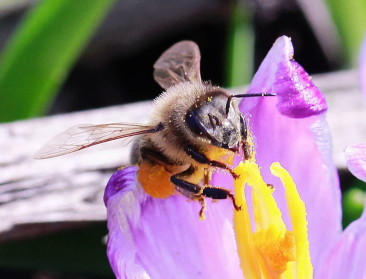 Museum voor Natuurwetenschappen opent BZZZZ-parcours