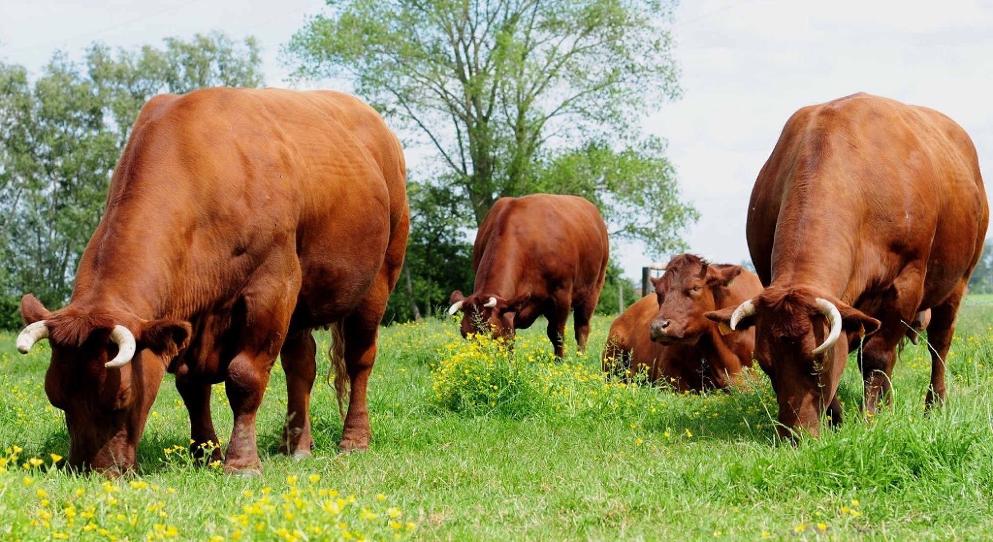 Trekken Uitschakelen Collega Vlees van het Rood Ras van West-Vlaanderen krijgt BOB | VILT vzw
