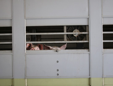 Vlaams Belang wil verbod op lange dierentransporten, vraag ligt al langer op de EU-tafel