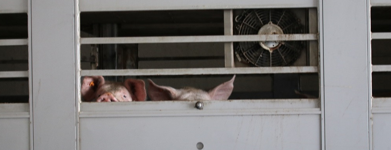 dierentransportdierenvervoer