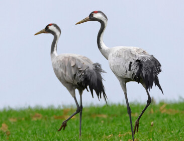 Massale sterfte van kraanvogels door vogelgriep in Duitsland