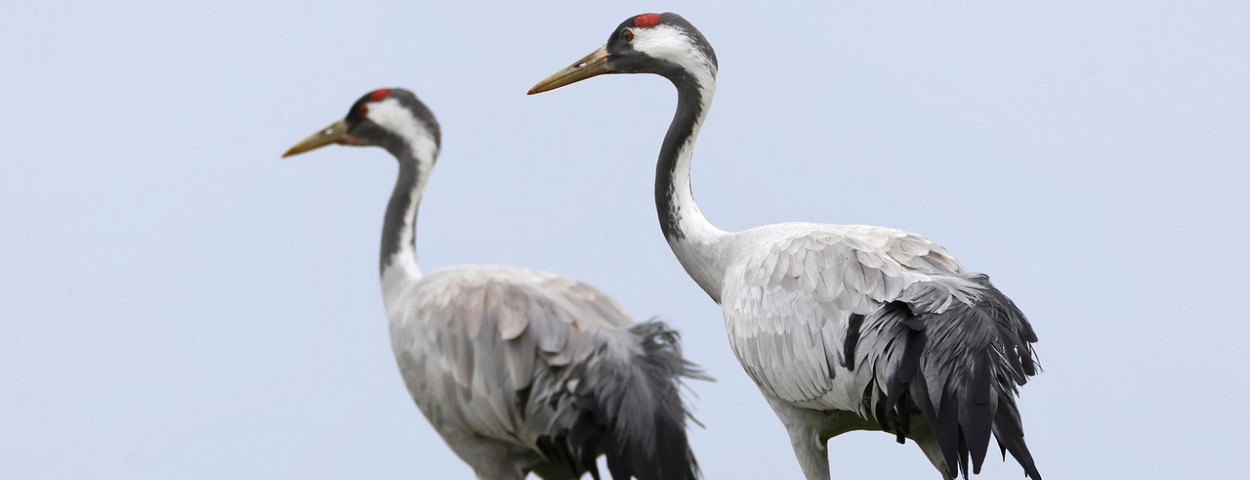 kraanvogel_pixabay