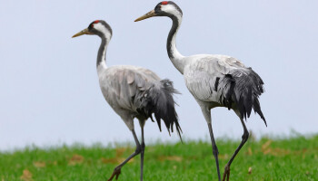 Massale sterfte van kraanvogels door vogelgriep in Duitsland