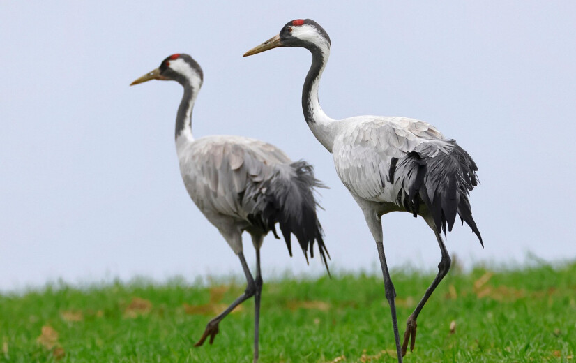 Massale sterfte van kraanvogels door vogelgriep in Duitsland