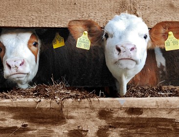 Tot 2,1 miljard euro meer per jaar: WUR berekent kostprijs diervriendelijke veehouderij