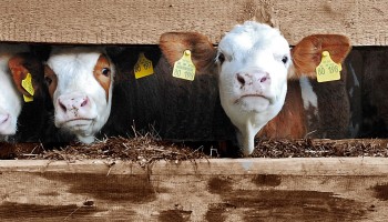Tot 2,1 miljard euro meer per jaar: WUR berekent kostprijs diervriendelijke veehouderij