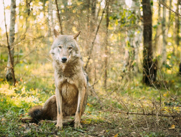 Limburgse wolf heeft pony’s in het vizier: al zeven dieren doodgebeten