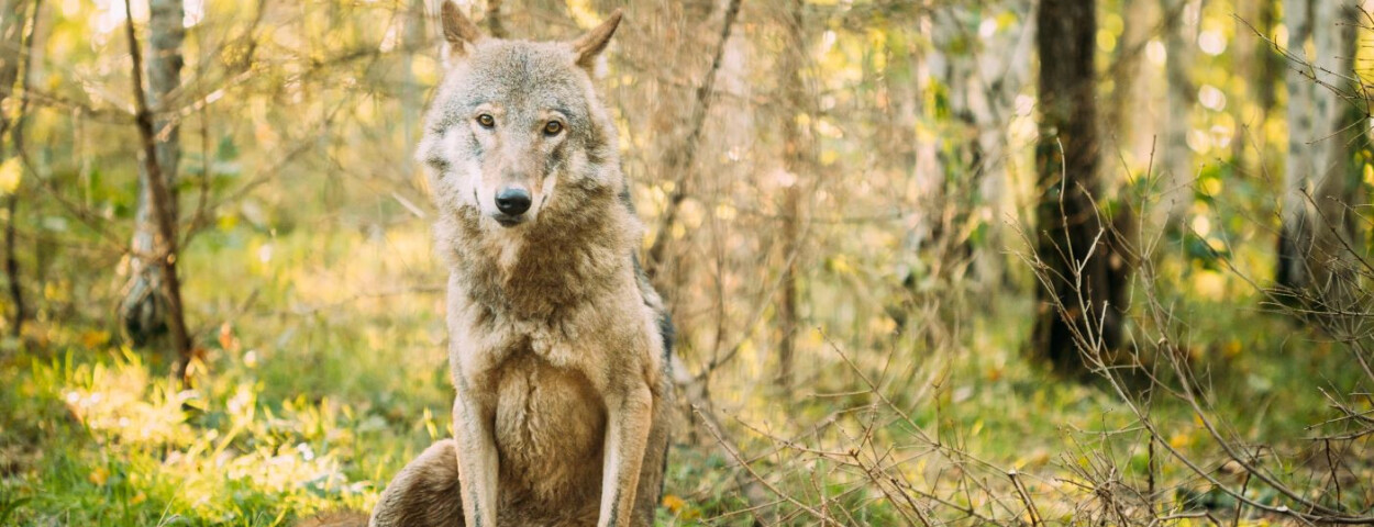 Belarus._Wolf__Canis_Lupus__Gray_Wolf__Grey_Wolf_Sitting_Outdoors_In_Autumn_Day._original_1448875