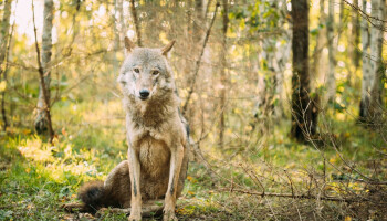Limburgse wolf heeft pony’s in het vizier: al zeven dieren doodgebeten