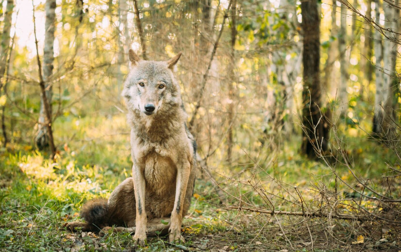 Limburgse wolf heeft pony’s in het vizier: al zeven dieren doodgebeten