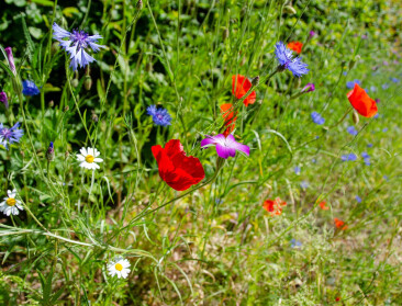 VLM en Plantentuin Meise zoeken landbouwers om lokaal zaadaanbod voor wilde planten te ontwikkelen