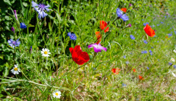VLM en Plantentuin Meise zoeken landbouwers om lokaal zaadaanbod voor wilde planten te ontwikkelen