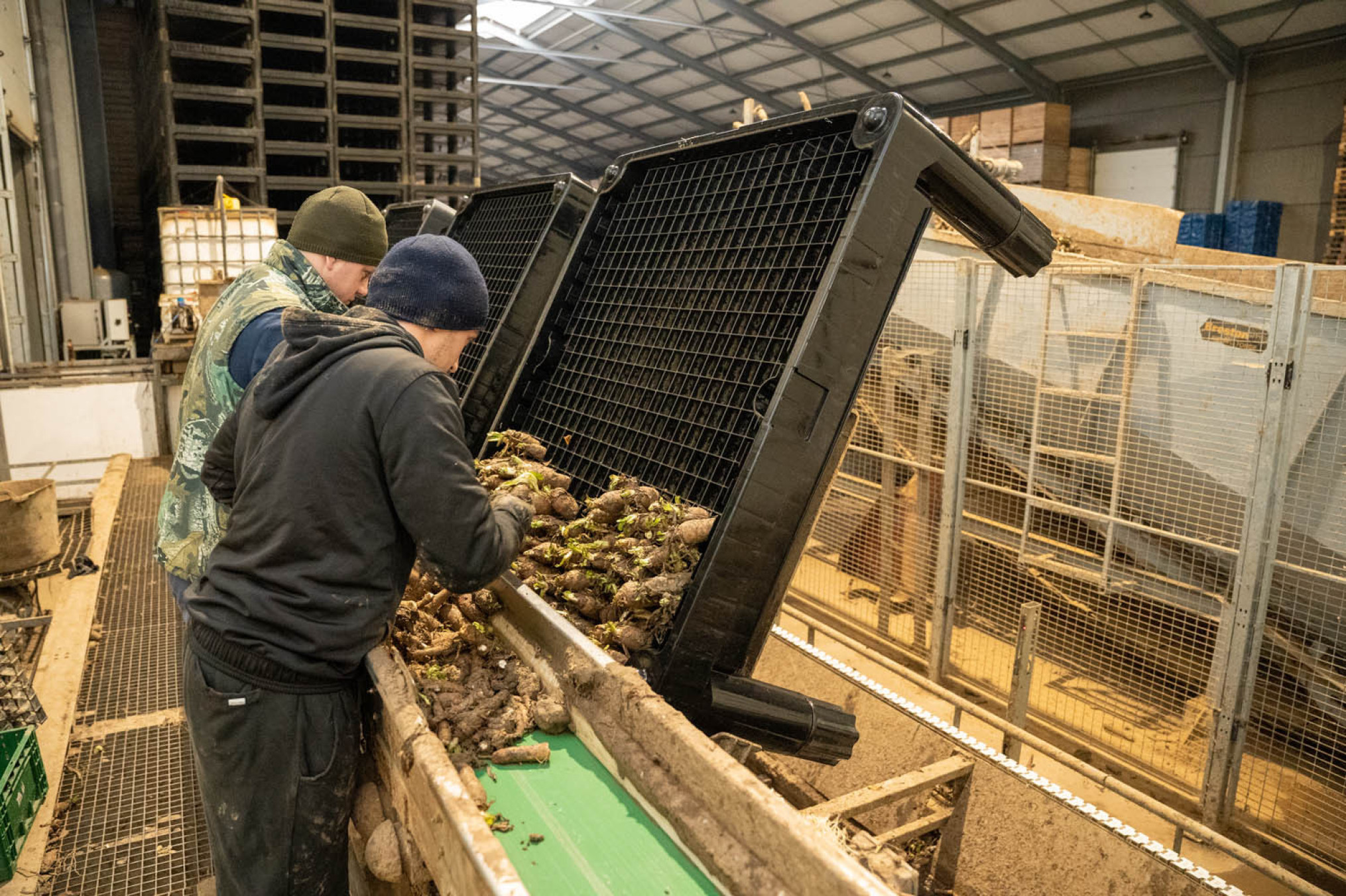 Intafelen van witloof