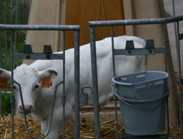 Vetmesters moeten na beroep niet naar de cel