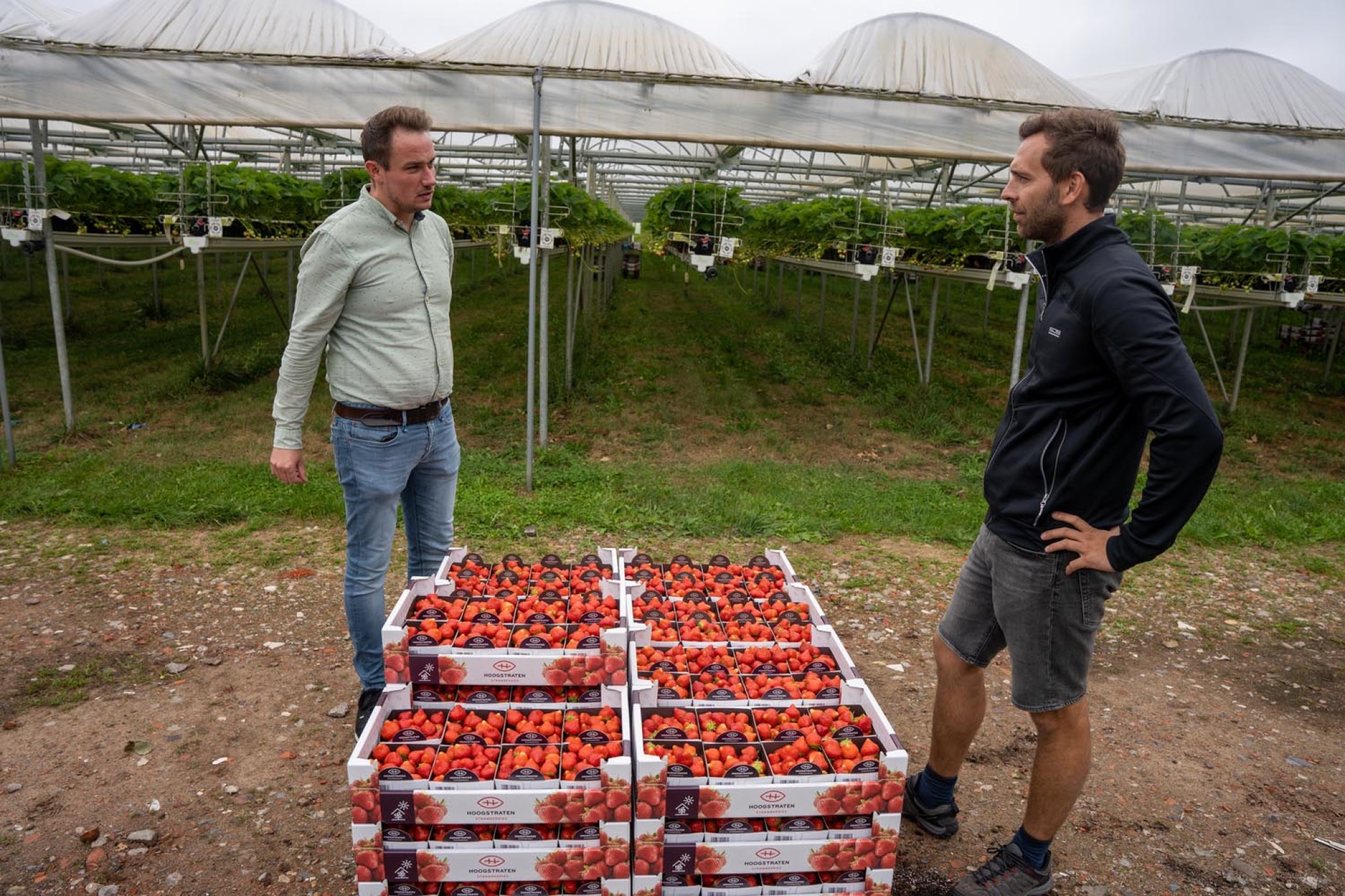 Michiel Vermeiren op bezoek bij Hans Bevers, aardbeienteler in Rijkevorsel