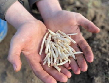 Pluk hopscheuten gestart: delicatesse uit Poperinge vraagt twee uur arbeid per kilo