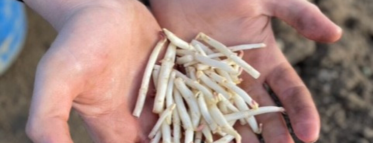 'thoppecruyt_hopscheuten3