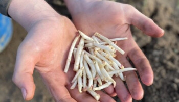 Pluk hopscheuten gestart: delicatesse uit Poperinge vraagt twee uur arbeid per kilo