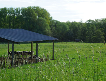 Blauwtong ontdekt, België wordt één beperkingsgebied