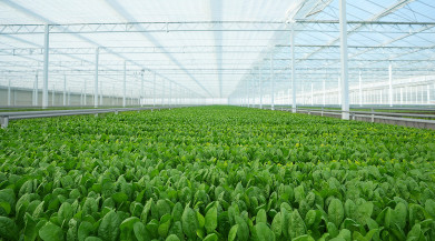 Spinazie copyPure Harvest