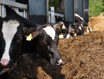 Italiaanse veestapel kreunt onder extreme hitte