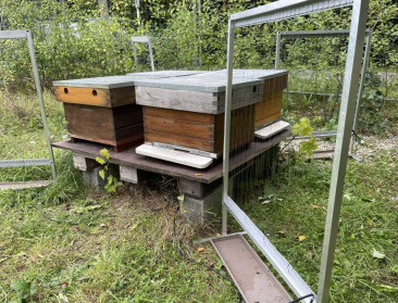Elektrische harp kan bijenpopulaties beschermen tegen Aziatische hoornaar