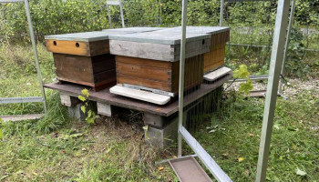 Elektrische harp kan bijenpopulaties beschermen tegen Aziatische hoornaar