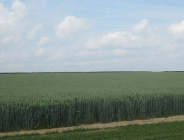 Veertien ton tarwe per hectare: fictie of realiteit?