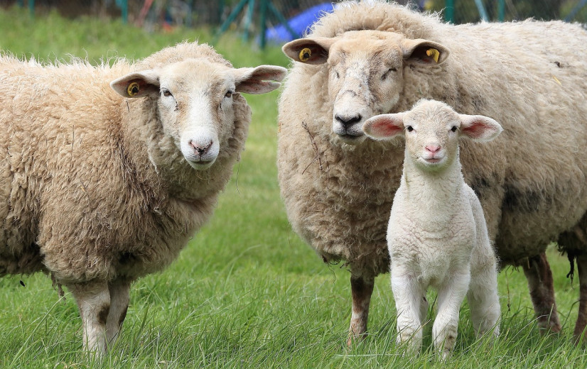 Aantal gevallen blauwtong in België verdubbeld in halve week tijd