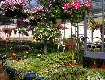 Plantenkwekers smeken om terug open te mogen