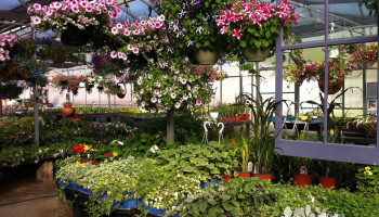 Vroeg voorjaar leidt tot drukte in tuincentra en bij siertelers