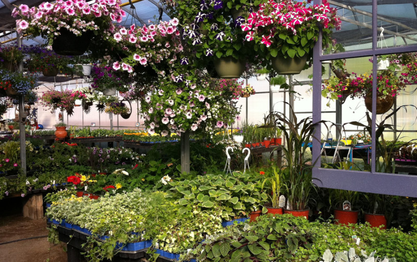 Vroeg voorjaar leidt tot drukte in tuincentra en bij siertelers