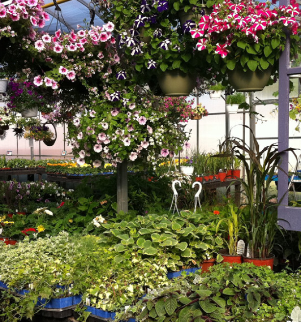 Vroeg voorjaar leidt tot drukte in tuincentra en bij siertelers