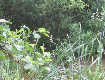 Stilaan verbetering van de Europees beschermde natuur