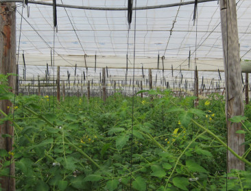 Spanje regulariseert 500.000 asielzoekers voor landbouweconomie