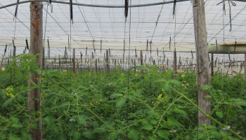 Spanje regulariseert 500.000 asielzoekers voor landbouweconomie