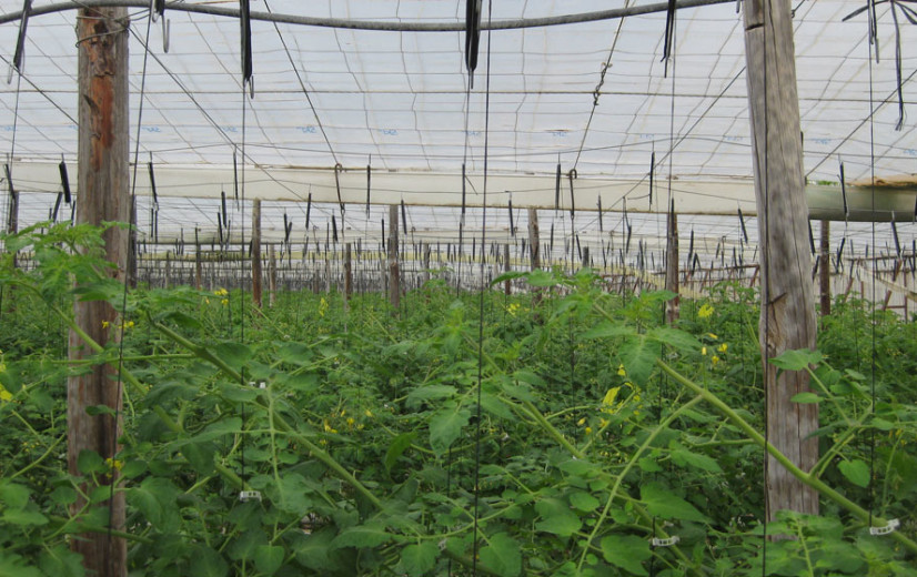 Spanje regulariseert 500.000 asielzoekers voor landbouweconomie