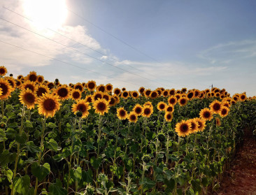 Franse boeren zaaien meer zonnebloemen en minder maïs