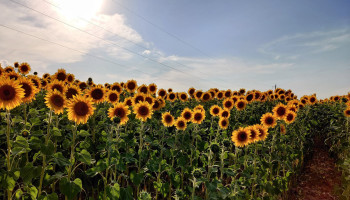 Franse boeren zaaien meer zonnebloemen en minder maïs